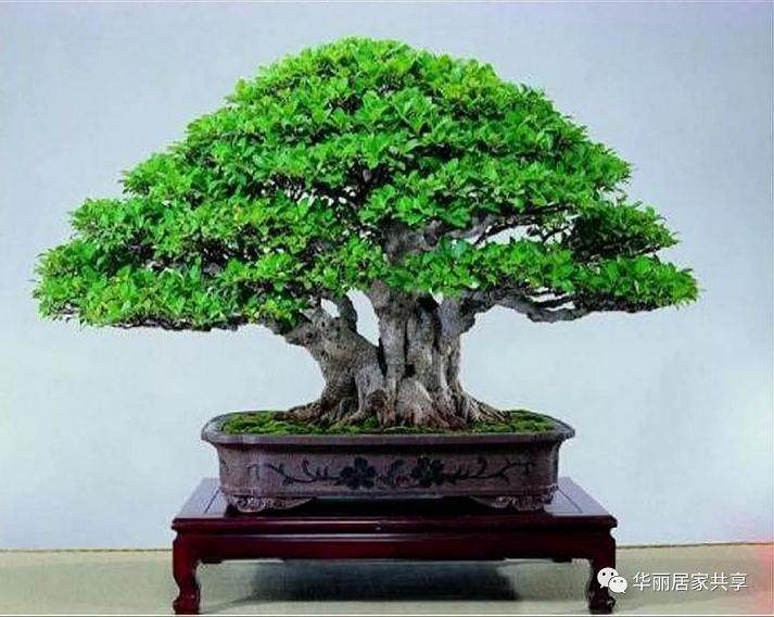 榕树盆景应放置在通风 透明的地方