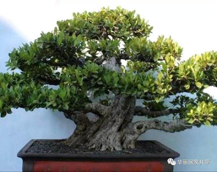 榕树盆景应放置在通风 透明的地方