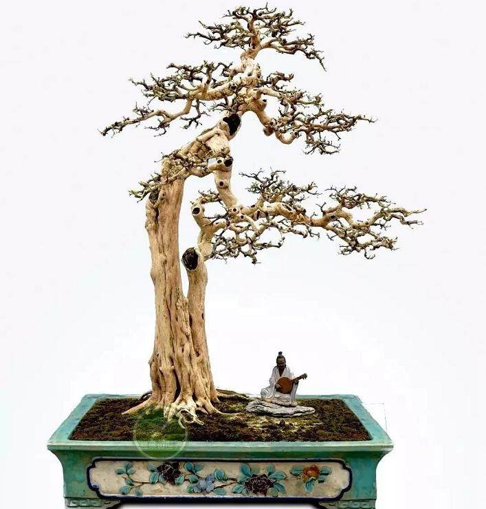 养护九里香盆景 请注意这五点