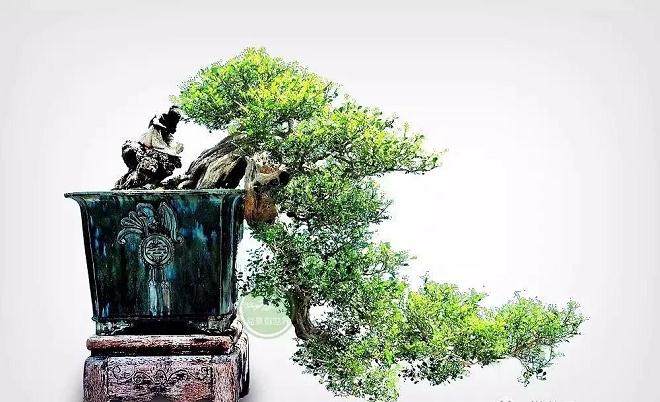 养护九里香盆景 请注意这五点