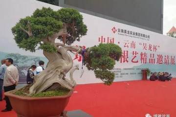 中国云南昊龙杯盆景精品邀请展