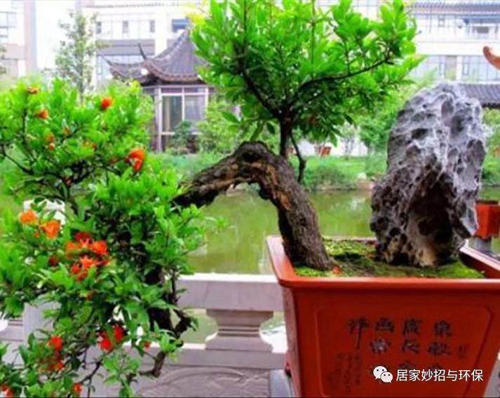 养殖石榴盆景时 掌握这几点