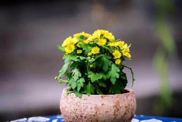 小菊花上盆景种与造型