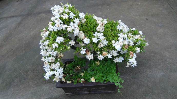 小叶栀子花盆景的制作方法