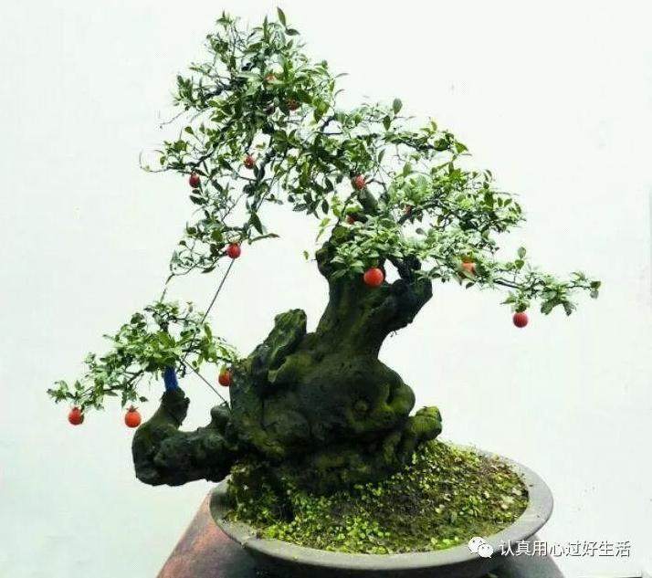 金弹子盆景美 怎样才能让它安全过冬呢?