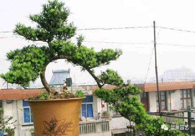 罗汉松盆景养护的方法如下所示