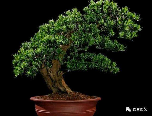 罗汉松盆景养护的方法如下所示