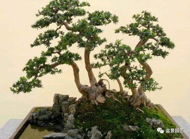 罗汉松盆景叶干如何处理？