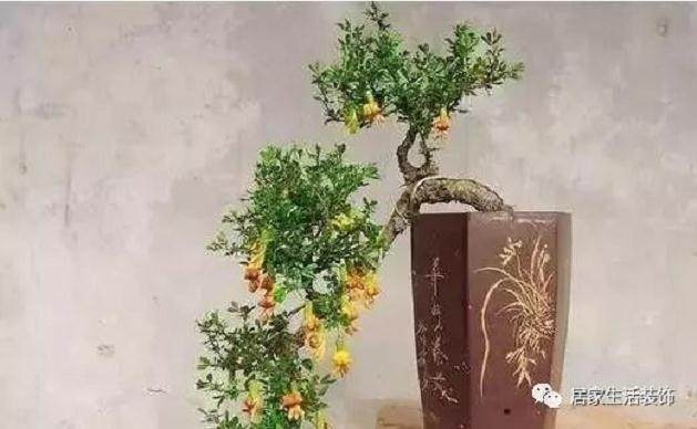 金雀盆景的养护与管理