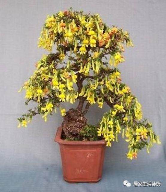 金雀盆景的常用的促花技术