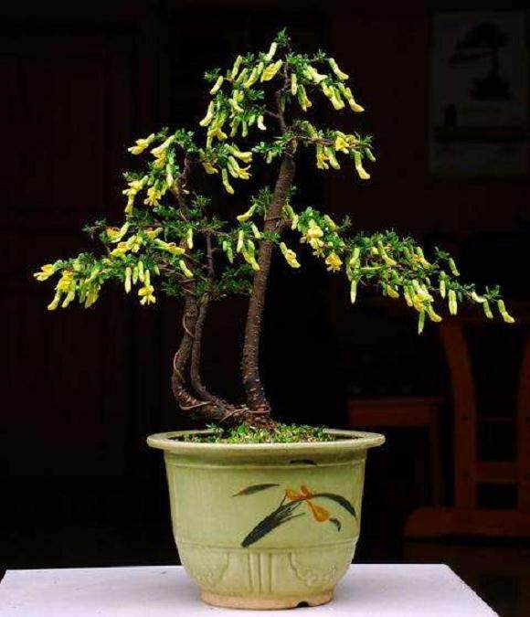 金雀盆景的取材与培育