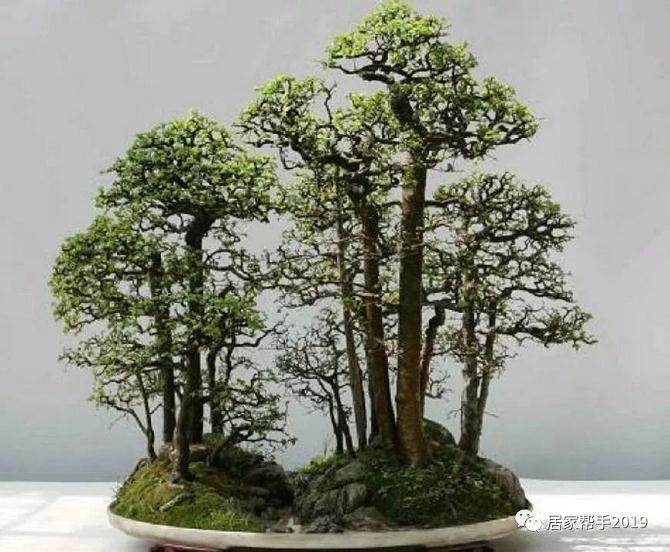 农村有什么树适合做盆景？