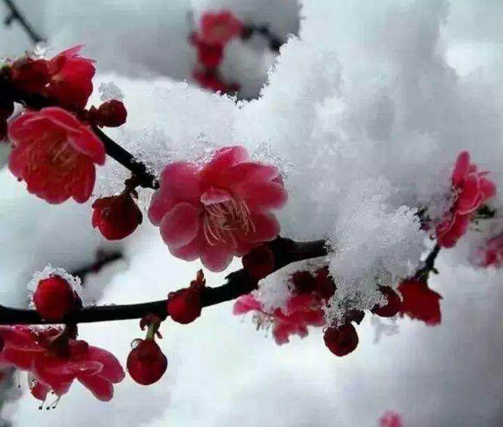 怎样制作美丽的梅花盆景呢?