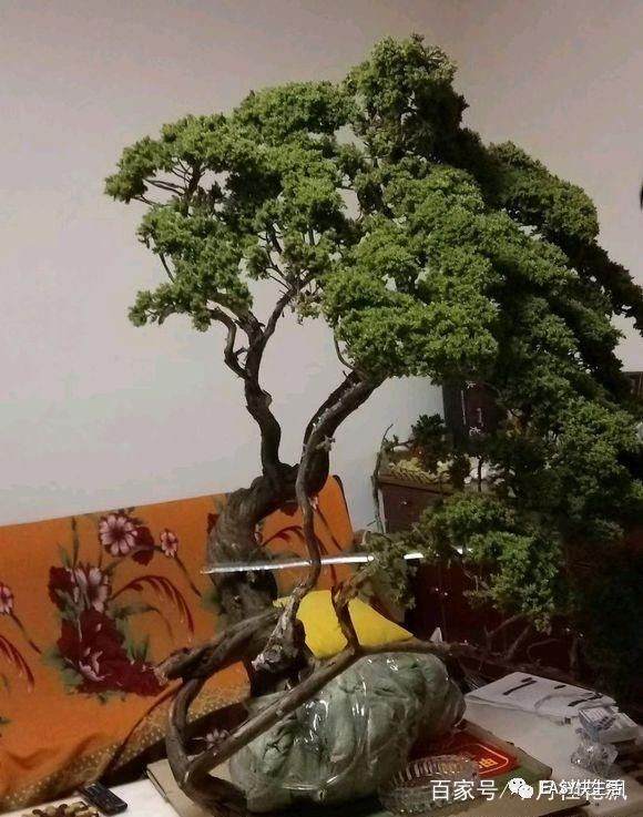 珍珠柏盆景的制作技巧