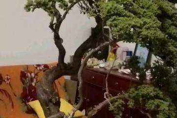 珍珠柏盆景的制作技巧