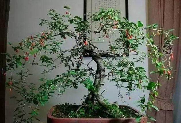 请教楼主如何识别乔木和灌木的?