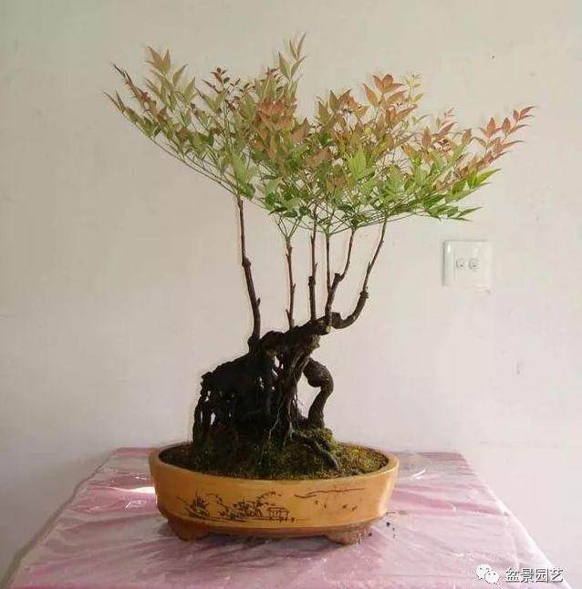 南天竹盆景的养护技巧