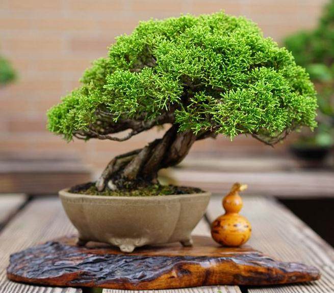 养了20年的柏树盆景 价格蹭蹭涨了几十倍