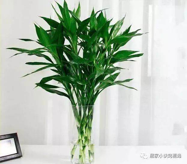 这5种绿植盆景在家里好养易活 又值钱