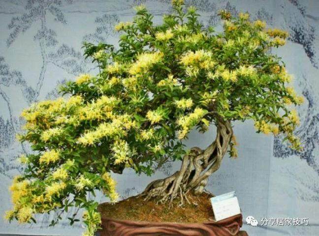 金银花盆景的制作材料与造型