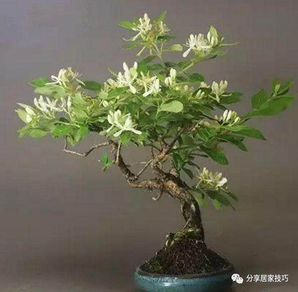 金银花盆景制作材料与造型的4个方法