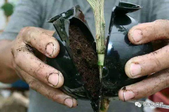 盆景的朋友看过来 这样做高压 苗木成活率杠杠的!