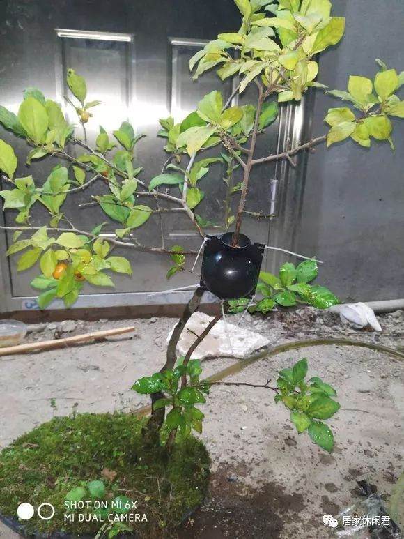 盆景的朋友看过来 这样做高压 苗木成活率杠杠的!