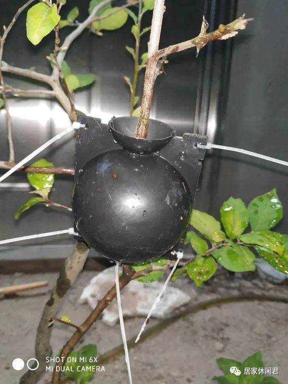 盆景的朋友看过来 这样做高压 苗木成活率杠杠的!