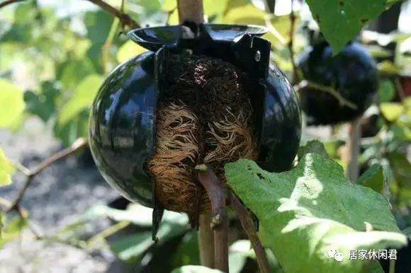 盆景的朋友看过来 这样做高压 苗木成活率杠杠的!