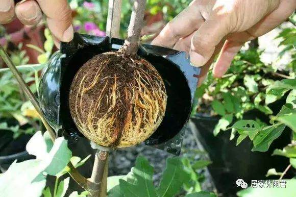 盆景的朋友看过来 这样做高压 苗木成活率杠杠的!