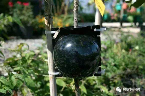 盆景的朋友看过来 这样做高压 苗木成活率杠杠的!