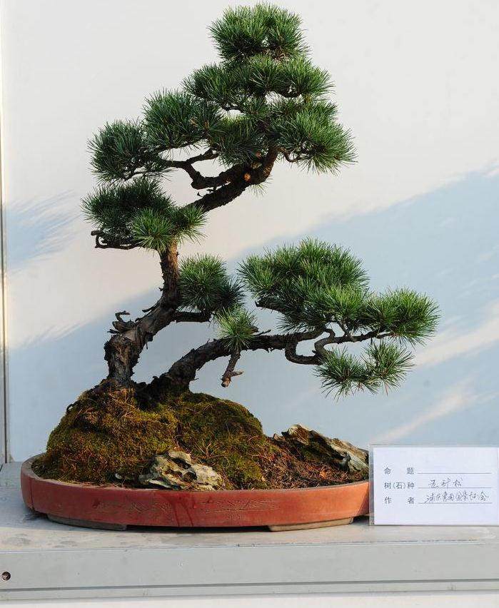你知道如何制作罗汉松盆景和造型吗?