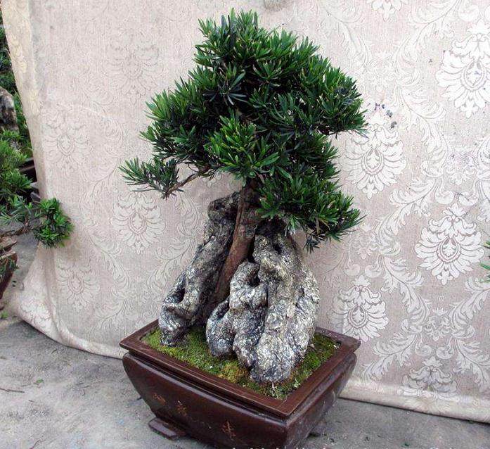 你知道如何制作罗汉松盆景和造型吗?