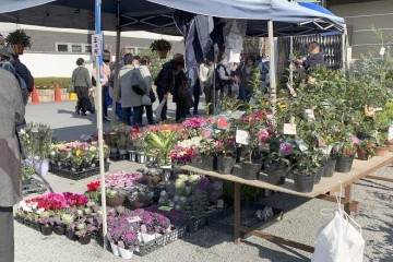 体验东寺的盆景跳蚤市场