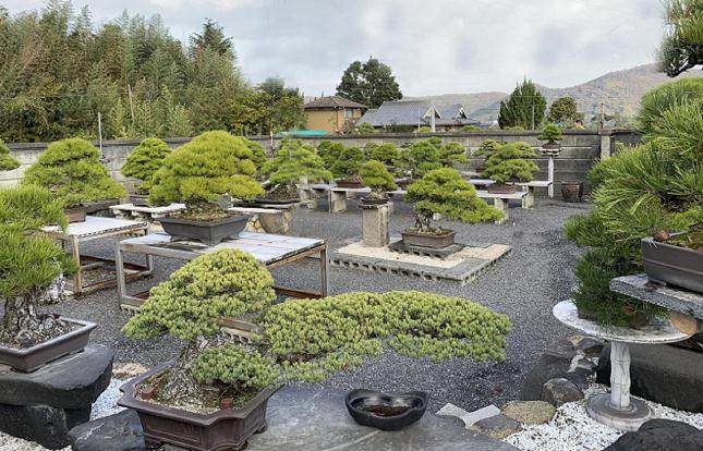 参观日本四国岛的盆景花园