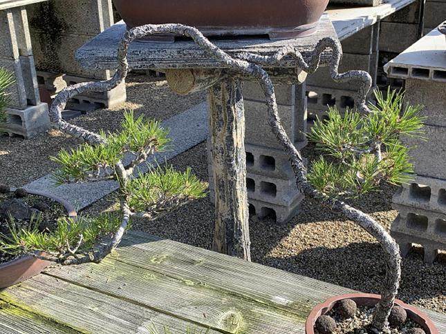 参观日本四国岛的盆景花园