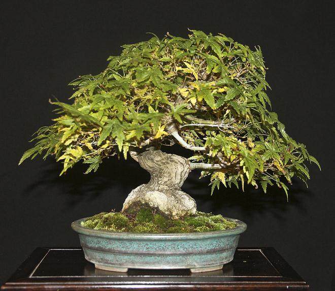 我期待着欣赏这个独特的历史盆景