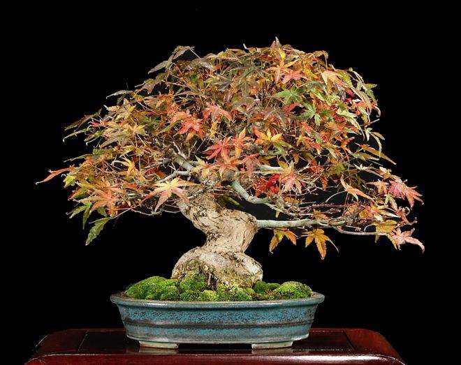 我期待着欣赏这个独特的历史盆景