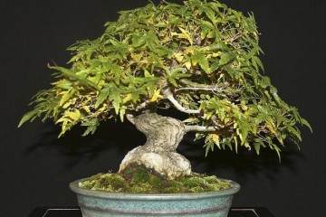 我期待着欣赏这个独特的历史盆景