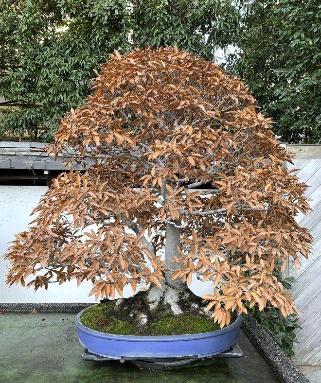 2018年 对大宫盆景村的秋季访问