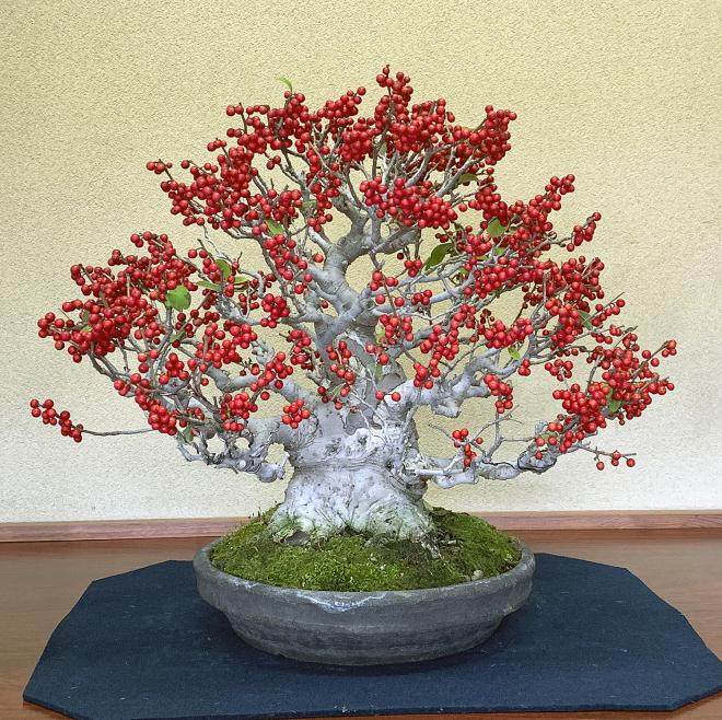 2018年 对大宫盆景村的秋季访问