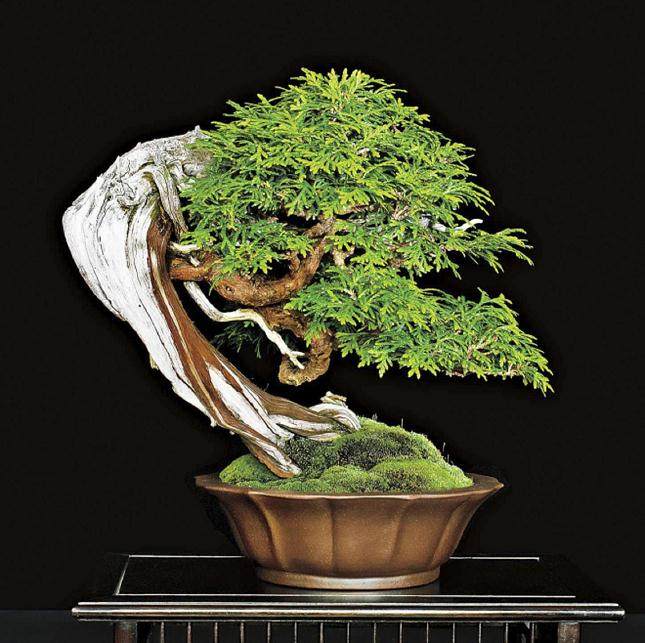 参加纽约州北部公司的盆景协会