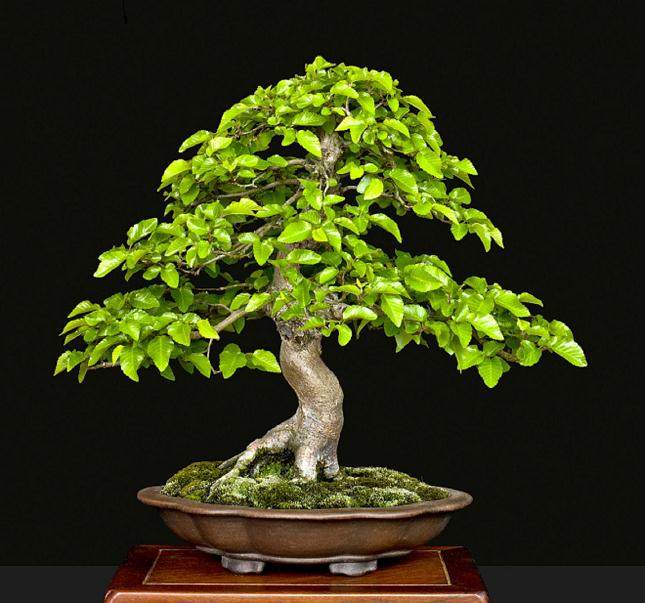 参加纽约州北部公司的盆景协会