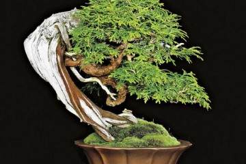 参加纽约州北部公司的盆景协会