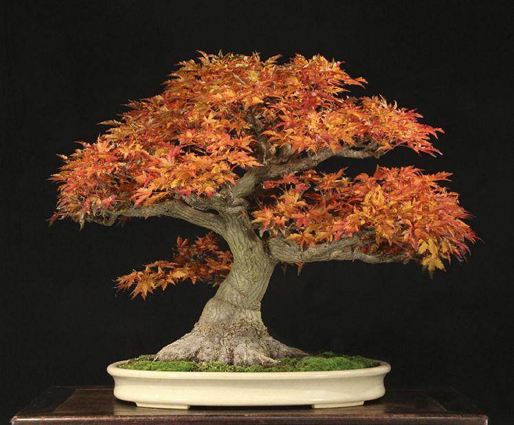 2018年 辉煌秋季盆景在国际盆景植物园