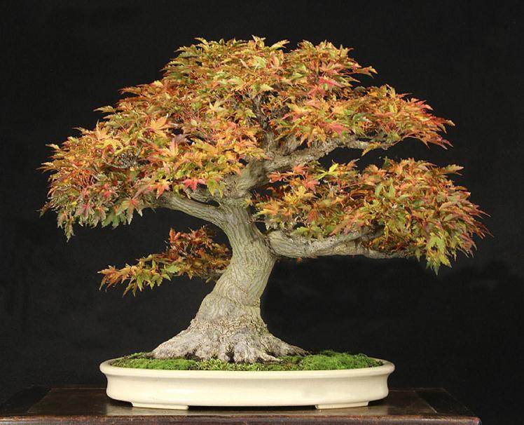 2018年 辉煌秋季盆景在国际盆景植物园