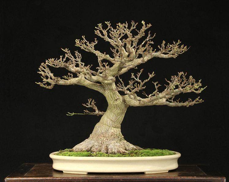 2018年 辉煌秋季盆景在国际盆景植物园