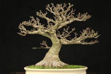 2018年 辉煌秋季盆景在国际盆景植物园