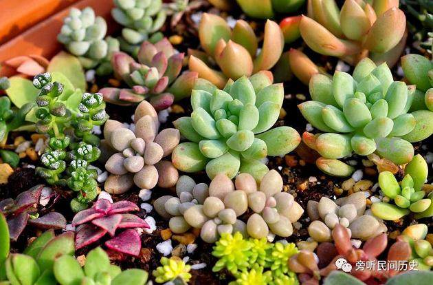 这样养护多肉 简单打理就能爆盆