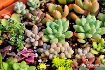 这样养护多肉 简单打理就能爆盆